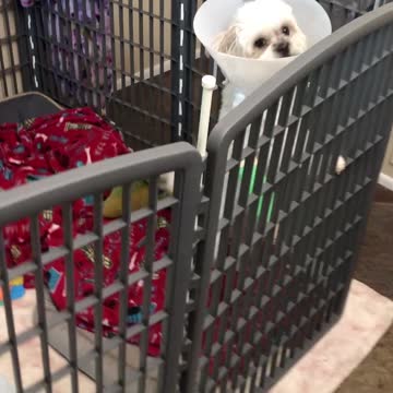 Playful Puppy in Cast