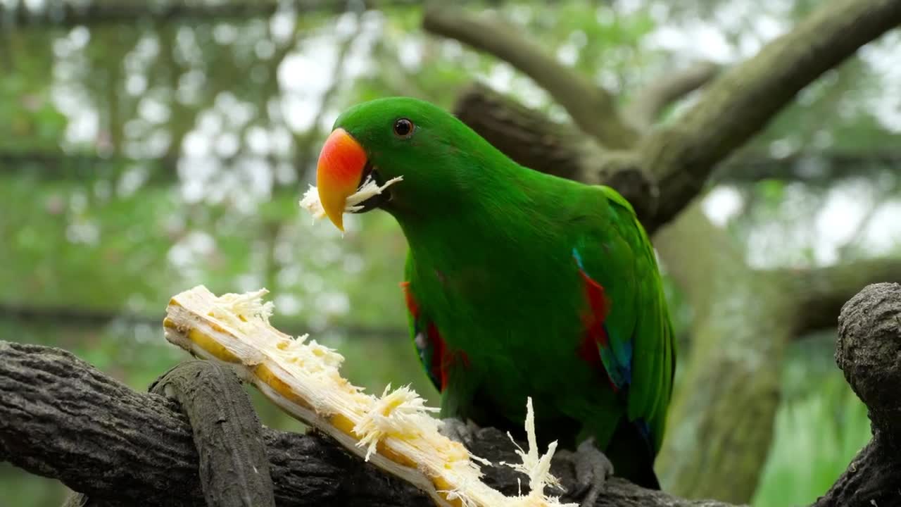 Parrot Eating A Cane