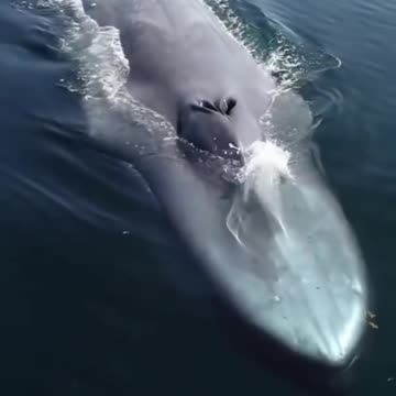 This Is What Biggest Whale In The World big fish কত বড় মাছ দেখুন