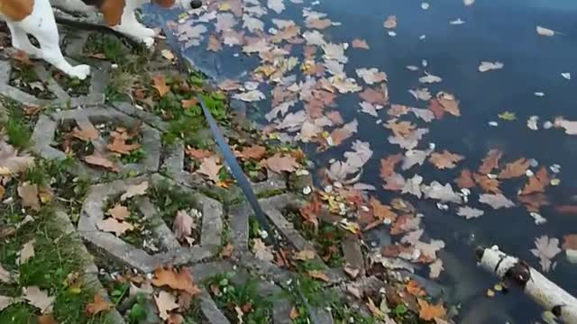 Cute and funny beagle fishing in park