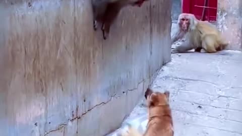 Funny dog and monkey war😂