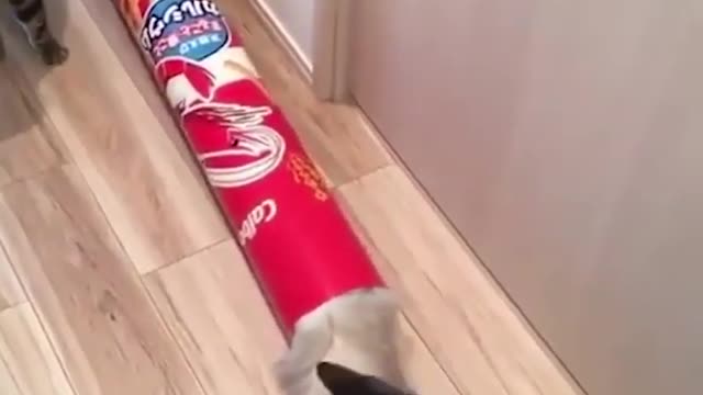 funny cats videos 🥰