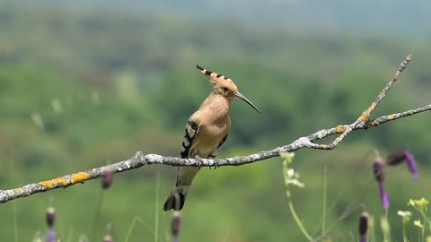 Wood Pecker