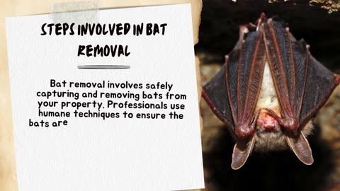 Bat Removal 101 Protecting Your Home from Bats