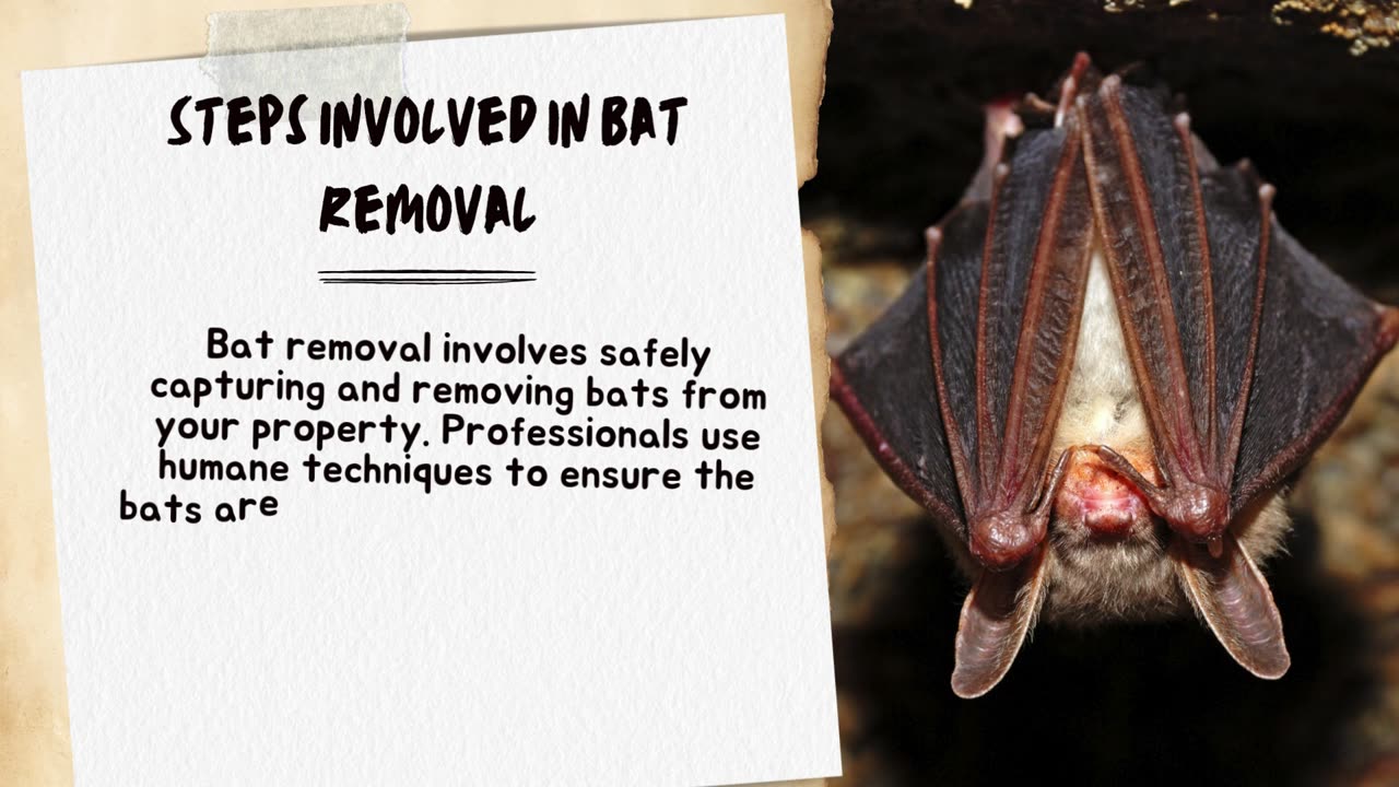 Bat Removal 101 Protecting Your Home from Bats