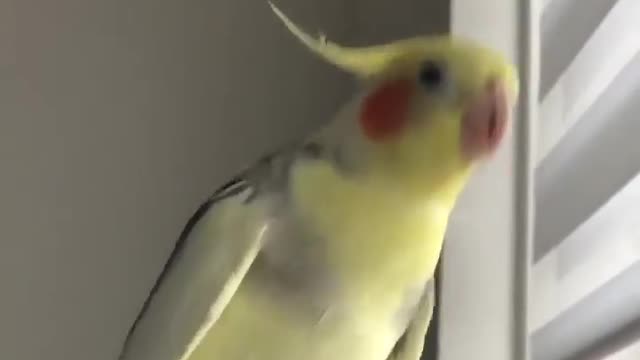 Cockatiel parrot singing in pleasant mood