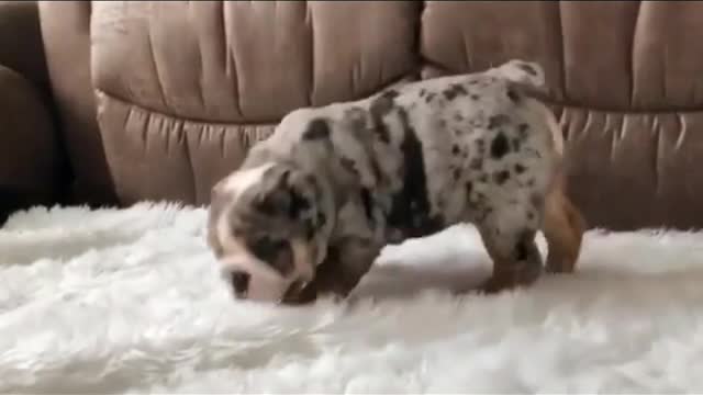 Funny Little Animals