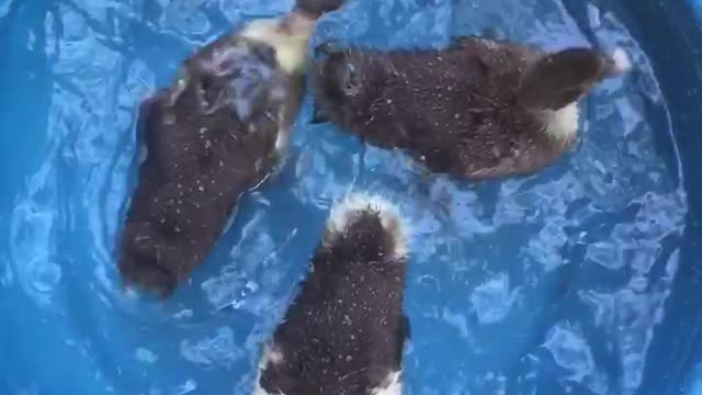 Duck swimming in water pot