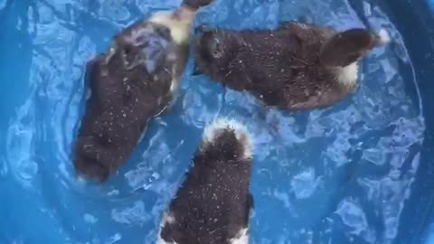 Duck swimming in water pot