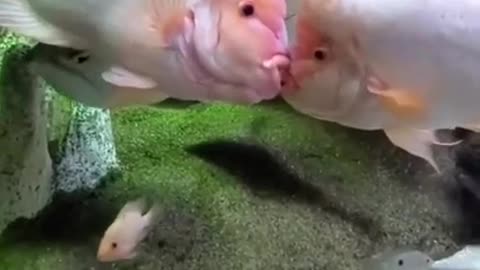 It's Strange, Two Fishes Are Kiss ❤ #shorts #shortvideo #video #virals #videoviral