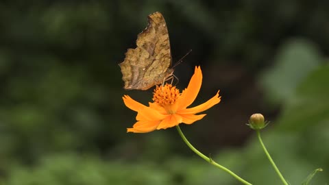 Leopard Butterfly - 1