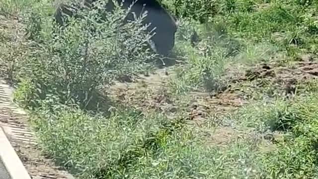 A bear on the side of the road