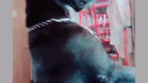 Dog and a girl