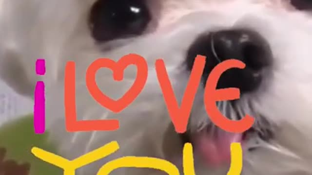 Latest Funny Dog and Cats Compilation Video try not to laugh