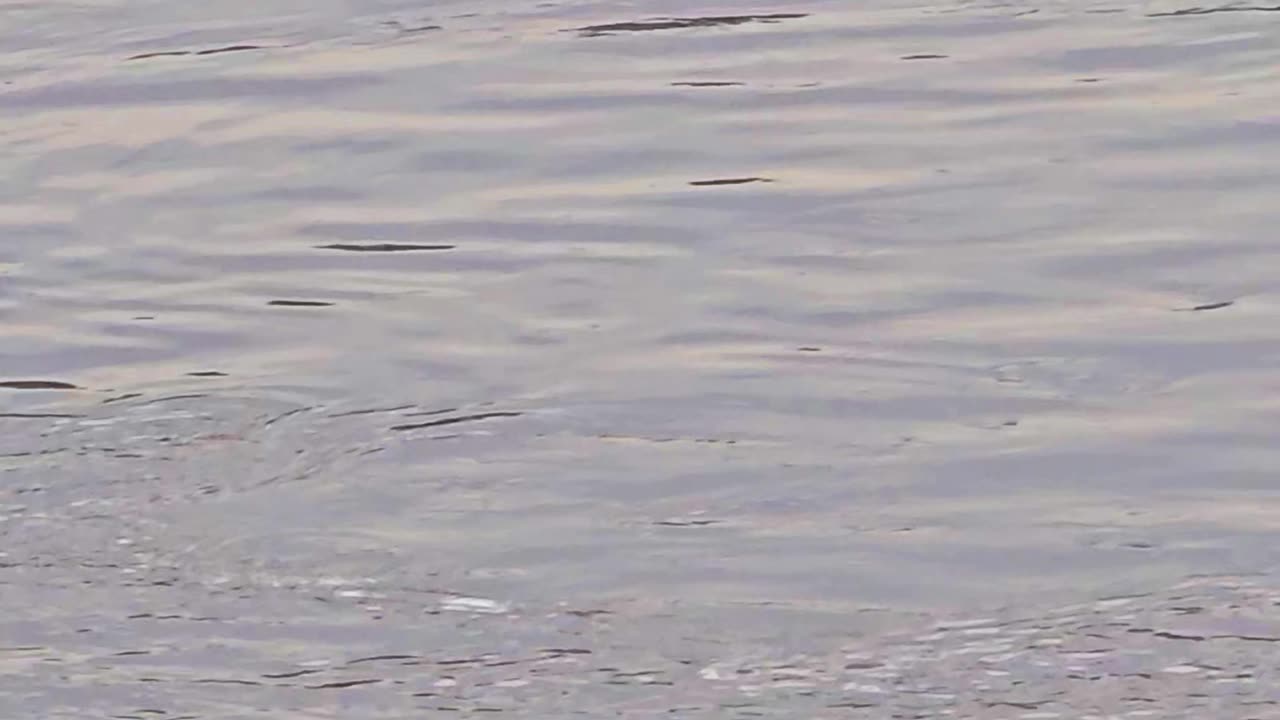 Duck flies in slow motion.