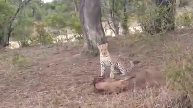 MOTHER WILDEBEEST TRIES TO SAVE BABY FROM LEOPARD