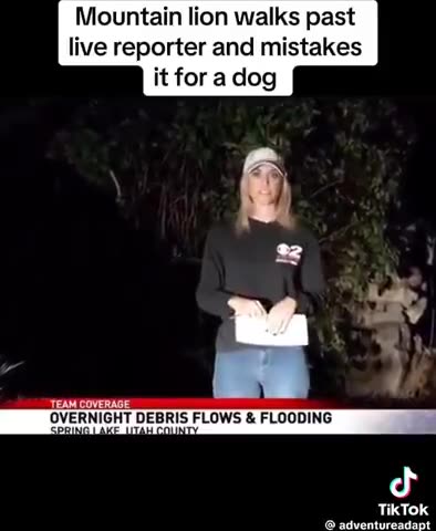 Mountain Lion walks past reporter live on the air. She thinks its a DOG