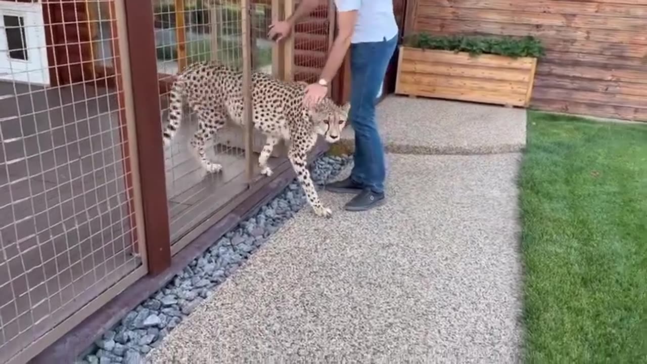 Cheetah Lovers in Zoo