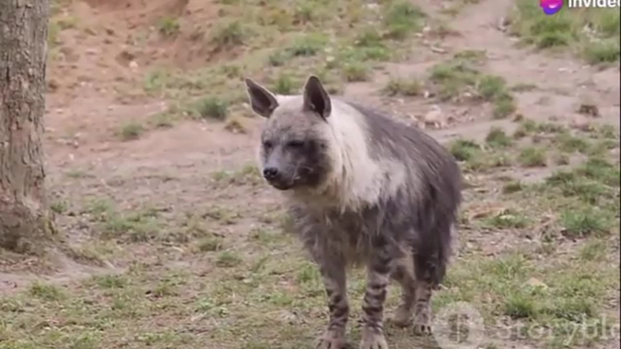 Spotted Hyena – The Powerful Predator