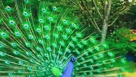 Peacock with charming #colors# 🦚🦚🦚