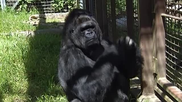 Conversations with Koko, the gorilla