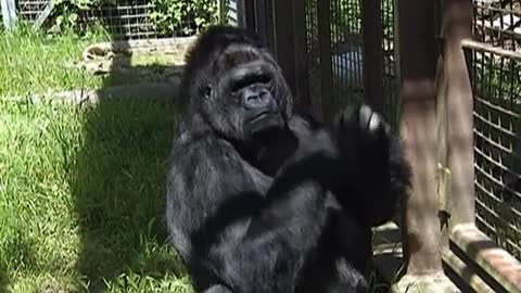 Conversations with Koko, the gorilla