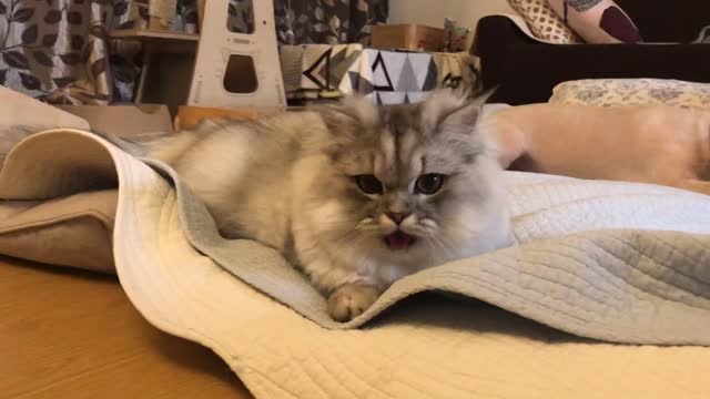 an open-breathing cat