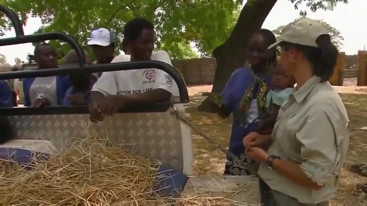 Lions vs Buffalo - Wildlife Animal