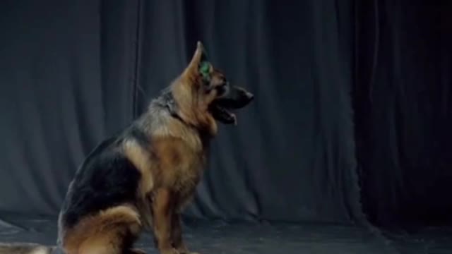 sad dog