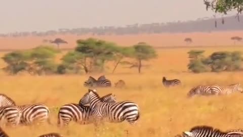 Zebra's Animals Videos For Kids