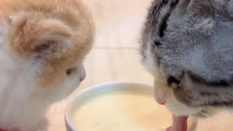 Kitten's daily life