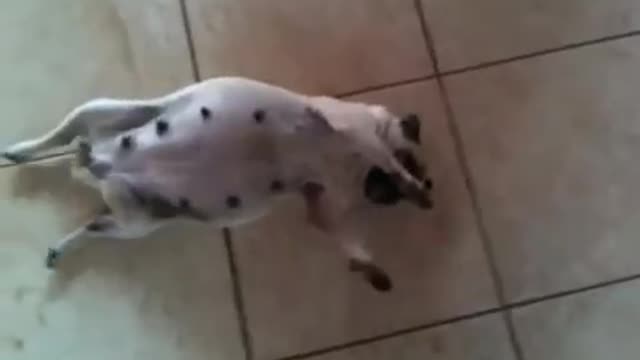 PUG Dolly pregnant - 4 gestation