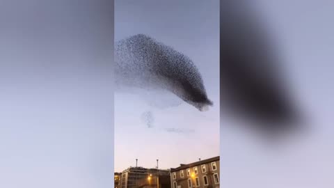 Bird sunami tornado 🌪️🌪️🌪️🌪️