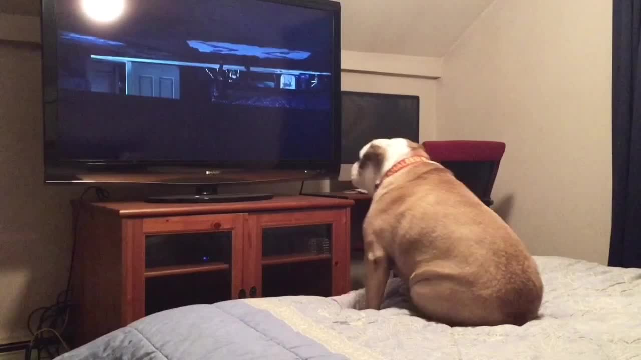 Bulldog watches horror movie, does something incredible during scary scene