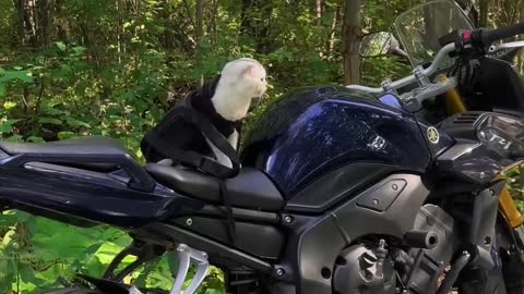 Biker cat 🐱