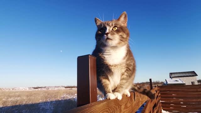 funny and cute cat scrayched the wood -2021-TRY NOT TO LAUGH