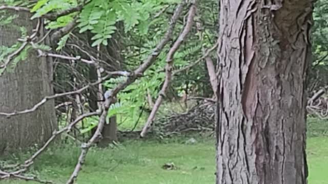 WATCH A CUTE BABY DEER PLAY WITH TWO ADORABLE BABY BUNNIES
