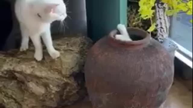 very funny cats