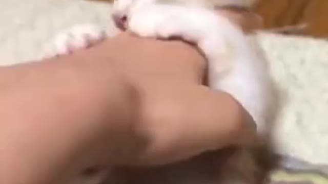 Funny Animals 🤣 What a Cute Kitty Fighter 😹, Try Not To LAUGH!!!