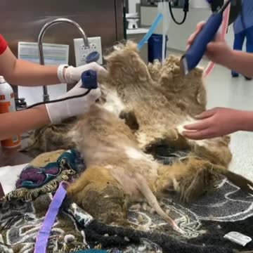Vets shave off nearly 3 kg of heavy and matted hair from stray dog.