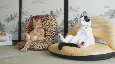 Funny Cats Compilation October 2020