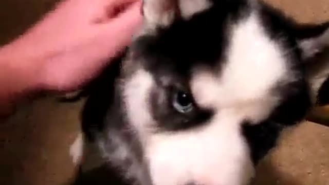 Siberian Husky! THE DOG IS A MIRACLE!EVERYONE WATCH