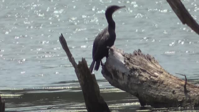 287 Toussaint Wildlife - Oak Harbor Ohio - Cormorant Doesn't Mind