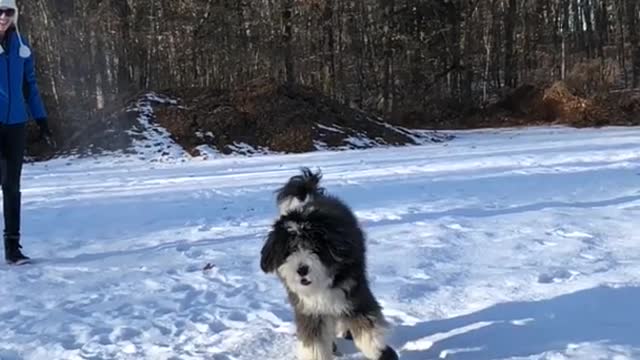 Fluffy black dog jumps high to catch a snowball