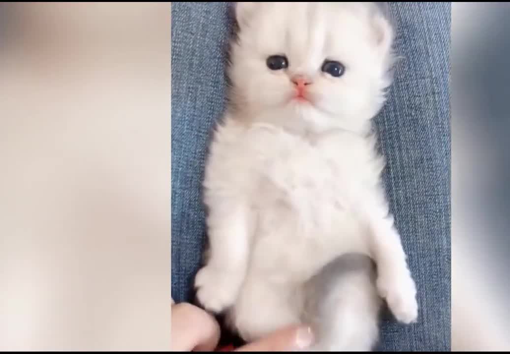 OMG So Cute Cats ♥ Best Funny Cat Videos 2021 #01