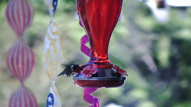 Ruby-Throated Hummingbird