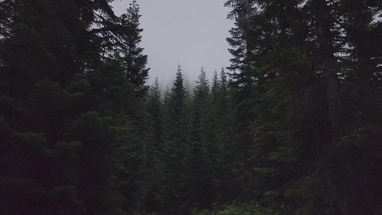 A Quick Jaunt Past Stampede Pass, WA