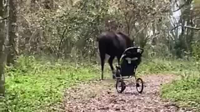 These Wild Horses Blocked A Trail Until They Were Given A Stroller