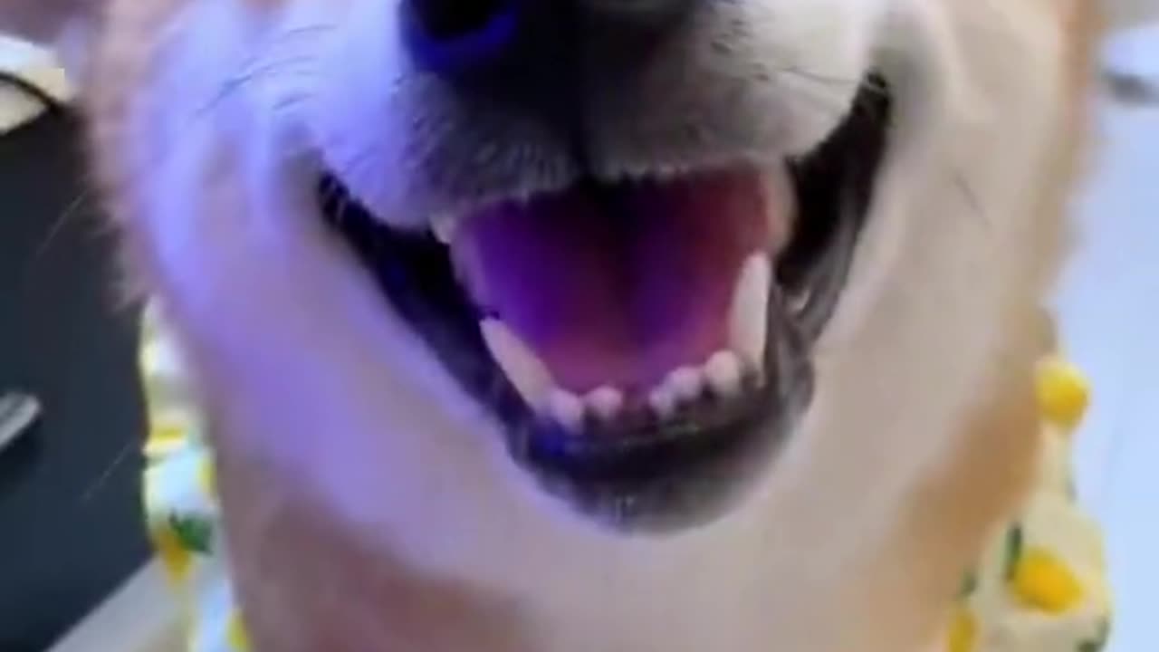 Dog funny video .