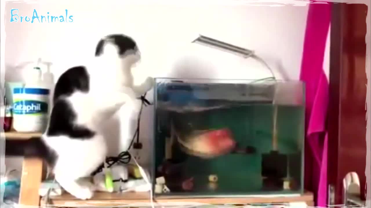 BEST FUNNY ANIMALS COMPILATION part 2